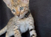 Tica Registered Purebred Savannah kittens