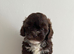 Beautiful Shih-Poo Puppies (Shih Tzu &times; Poodle) Looking for Their Forever Homes ️