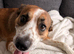Rio 4yr old male