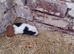Baby female guinea pigs