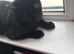 Black Male Kitten Looking for a Loving Home