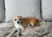 Chihuahua female