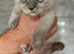 Persian x Blue eyed Female