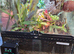 Mourning geckos and full exo terra setup