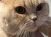 Gccf cream British shorthair boy