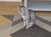 3 year old Bengal female