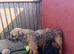 Border Terrier puppies