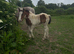 Drum filly