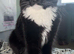 British Long Hair 11 month Old Female Tuxedo