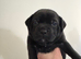 KC reg SBT Chunky Black Girl