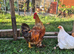 Welsummer/Maran cross cockerel. FREE.