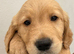 KC registered golden retriever puppies