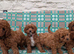 ️ ️ Stunning Ruby Red F1b Miniature Cavapoo Teddy bear Pups