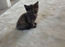 2 ragdoll Mix Kittens