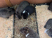Lion head x lop bunnies