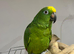Handreared Talking Yellow Crown Amazon Parrot