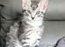Maine Coon kittens