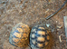 2 leopard tortoises & full set up