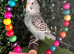 2 beautiful baby male budgies looking for their forever homes