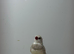 Dimoned firetails finch