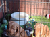 Stunning red F1 Cockapoo puppies