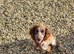 Cocker Spaniel
