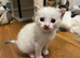 Stunning, friendly Ragdoll Cross Kittens