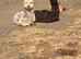 2 male alpaca 10 months old