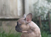 HEALTH CLEAR KC French Bulldog Puppies Lilac, Black Tan, Fawn