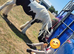 Perfect family gelding
