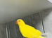 Yellow Ringneck parrot for sale