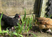 Baby Bantam Chicks 4 for &pound;50