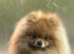 Rehome