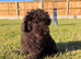 Cockapoo female fully vaccinated