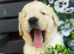 1 golden retriever puppy looking for his home