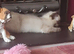 Ragdoll Kittens