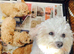 Poochon girl pups