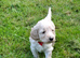 Beautiful Cockapoo Puppies For Sale