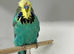 Selection of young & adult exhibition budgies