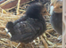 4 x Serama cross Sebright chicks