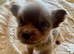 Female Jack Russell's