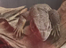 3-4 month old bostic monitor