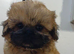 KC reg Shih Tzu girl