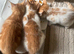Kittens for sale