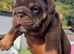 Chocolate English bulldogs