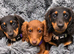 Two female longhair miniature dachshunds