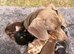 dashound’s puppies