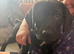 Cocker spaniel x staff x sharpei