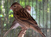 Young canaries