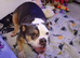 Female English bulldog